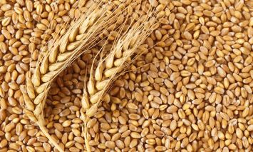 2Wheat-1488803940_355x233